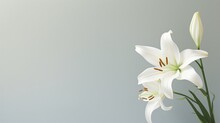 A Pristine White Lily With An Uncluttered Background, Suitable For Text Addition.