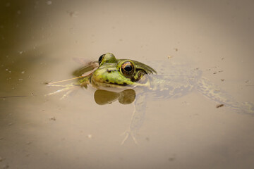 frog in the pond