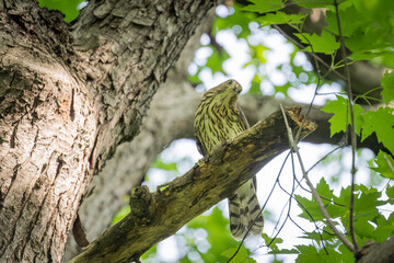 Wall Mural - hawk on a tree