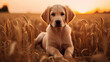 Un charmant chiot Labrador Retriever, un compagnon idéal et un chien de rapport, doté d'une fourrure or et blanc, représentant parfait de la race. Assis avec grâce sur un fond blanc en studio, ce mamm