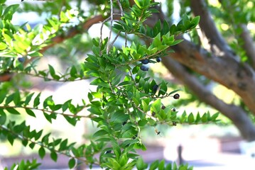 Wall Mural - Myrtle ( Myrtus communis ) tree. Myrtaceae ebergreen shrub. The branches give flavor to mutton dishes, and the berries ripen in late autumn and are edible.