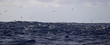 © Mat Hayward - A flock of birds fly over the Pacific Ocean as a school of jack tuna fish swim underneath. This is a good sign for a fishing trip.