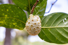 Fresh Tropical Noni Fruit Hanging From A Tree Branch On The Vine. Morinda Citrifolia Is Also Known As  Great Morinda, Indian Mulberry, Noni, Beach Mulberry, Vomit Fruit, Awl Tree, And Cheese Fruit