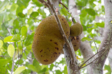 Fresh Jackfruit Hangs On The Vine Of A Jack Fruit Tree In A Tropical Island Jungle. 