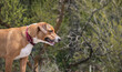 Curious dog looking at something in front of nature background. Side profile of medium sized puppy dog with mouth open and wet fur. Dog nature walks in summer. Female Harrier mix. Selective focus.