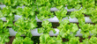 © ADP - Green leaf lettuce farm that plant as hydroponics method. Hydroponic of lettuce farm growing in greenhouse