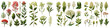 Asclepias  Flower Set Concept Props For Icon Designing Hyperrealistic Highly Detailed Isolated On Transparent Background Png File