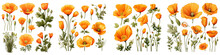 California Poppy  Flower Set Concept Props For Icon Designing Hyperrealistic Highly Detailed Isolated On Transparent Background Png File