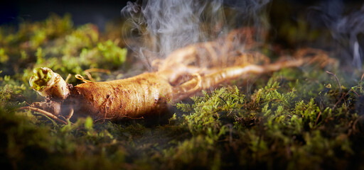 Wall Mural - Ginseng , Fresh ginseng on moss