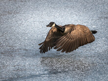 Canada Goose Flying Over Frozen Lake