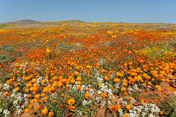 Wall Mural - Colorful spring blooming wildflowers, Namaqualand, Northern Cape, South Africa.