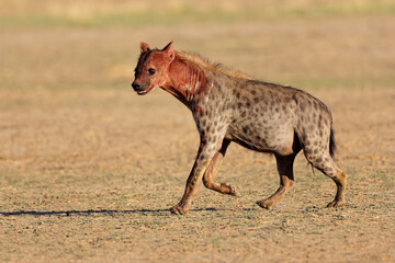 Wall Mural - a blood covered spotted hyena (crocuta crocuta) after feeding, kalahari desert, south africa.