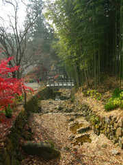 Canvas Print - Autumn forest in republic of  korea