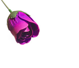 Poster - purple rose flower made from soap close-up isolated on white background