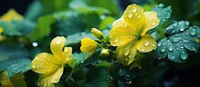 In The Lush Garden, A Beautiful Green Plant With Yellow Flowers Stood Tall, Its Leaves Glistening With Dewdrops, Exuding A Fresh And Wet Fragrance.
