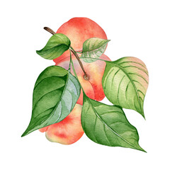 Watercolor illustration with branch flat peaches, green leaves isolated on white. Painted chines peaches. Fruit tree, fruitage hand drawn. Design for package, poster, label jam, cosmetic, juice, oil