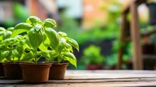 A Vibrant Display Of Fresh Basil Plants In Pots On A Rustic Wooden Table. Generative AI.