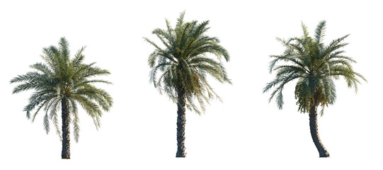 Wall Mural - Phoenix dactylifera date palm frontal medium and small isolated png on a transparent background perfectly cutout