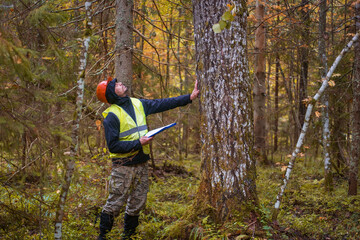 Wall Mural - A forestry worker inspects forest plantations. ecologist works in the forest.