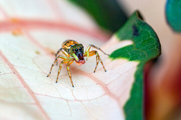 Wall Mural - jumping spiders are a group of spiders that constitute the family salticidae