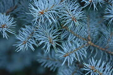  background of blue Christmas tree branches, blue branches of a Christmas tree close-up,  short needles of a coniferous tree close-up on a green background, texture of needles of a Christmas tree close
