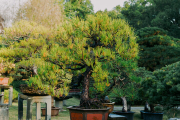 Wall Mural - Chinese garden potted plants