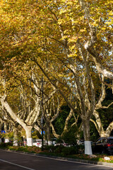 Wall Mural - autumn in the city