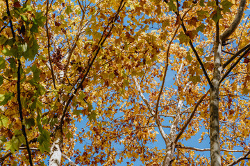 Wall Mural - autumn leaves against sky