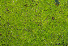 Lemna Minor, The Common Duckweed Or Lesser Duckweed