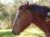 Fototapeta Konie - Italia, Toscana, cavallo al pascolo nella campagna toscana,