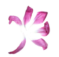 Wall Mural - pink tulip petals on white background