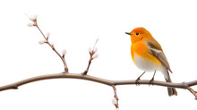 The Charm Of A Small Orange Bird Perched Gracefully Atop A Slender Tree Branch Isolated On A Transparent Background, Generative AI