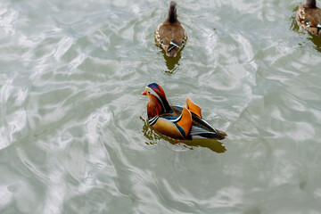 Wall Mural - Mandarin ducks in the water