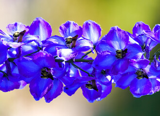 Wall Mural - Blue flowers of delphinium. Flowering plant close-up. Delphinium.