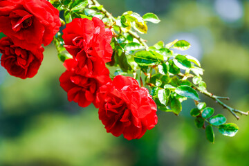 Wall Mural - Blossom of a rose. Flowering plant close-up.