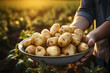Tubers of fresh potatoes in the hands of a farmer