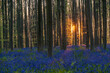 © Goldilock Project - The rising sun illumingating a flowerbed of bluebells in the Hallerbos, on an early spring morning.