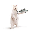 illustration d'un ours polaire qui tiens un  poisson           bonite à ventre rayé  dans sa main avec un e écharpe 