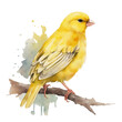 watercolour canary