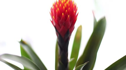 Poster - flowering plant Guzmania Tala. Beautiful Orange Flower.
