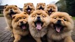 Group of cute Chow chow puppies making selfie.