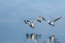 Three Dalmatian Pelicans Flying Just Above The Water Surface Of Lake Kerkini, In Serres Region, Macedonia, Greece, Europe.