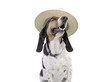Funny dog pose wearing a hat isolated on white.
