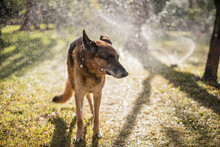 German Shepherd Dog Enjoys Splashing Cold Water In The Backyard From A Watering Hose