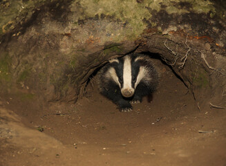 Wall Mural - Badger, Scientific name: Meles meles.  Young badger cub emerging from the badger sett with D shaped entrance hole in springtime.  Facing front.  Horizontal.  Space for copy.