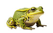 Americana Bull Frog Carnivorous Predator Isolated on a Transparent Background PNG