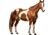 American Paint Horse Diverse Abilities Isolated on a Transparent Background PNG