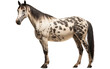 Appaloosa Horse versatile horse Isolated on a Transparent Background PNG