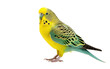 Parakeet Lively chatterer Parrot Isolated on a Transparent Background PNG