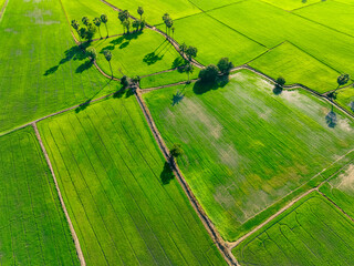 Wall Mural - Aerial view of green rice field with trees in Thailand. Above view of agricultural field. Rice plants. Natural pattern of green rice farm. Beauty in nature. Sustainable agriculture. Carbon neutrality.